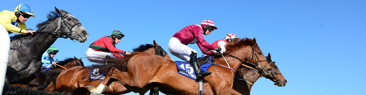 Horse Racing Terms And Jargon Buster Betsafe Blog
